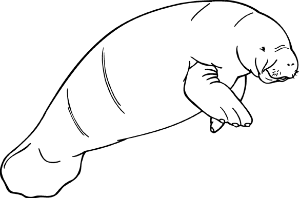 manatee clipart coloring page