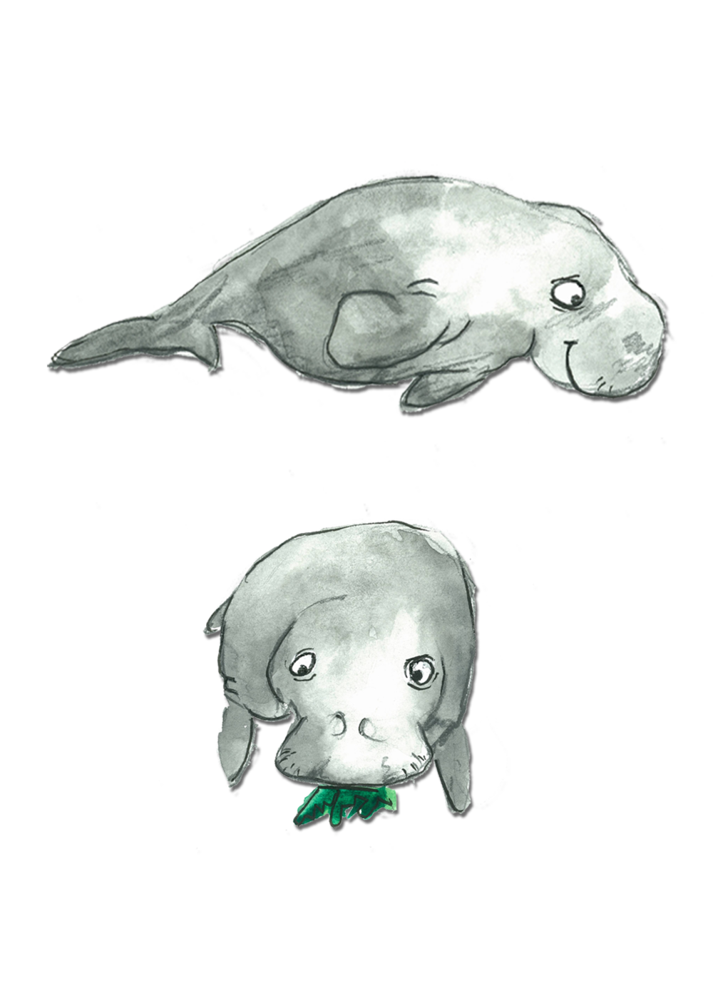 Manatee clipart dugong. Animal alphabet adventure pt