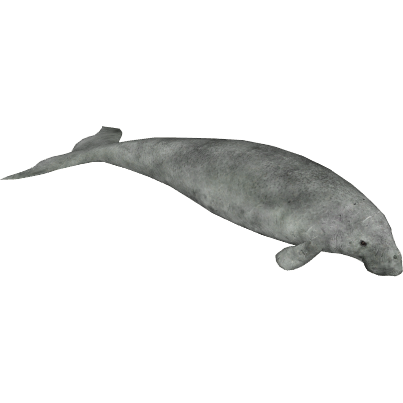 manatee clipart dugong
