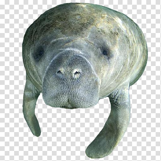 Viewing center crystal river. Manatee clipart marine mammal