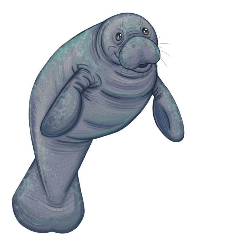 Manatee Clipart Sea Cow Manatee Sea Cow Transparent Free For Download On Webstockreview 2020