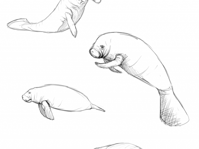 manatee clipart sketch