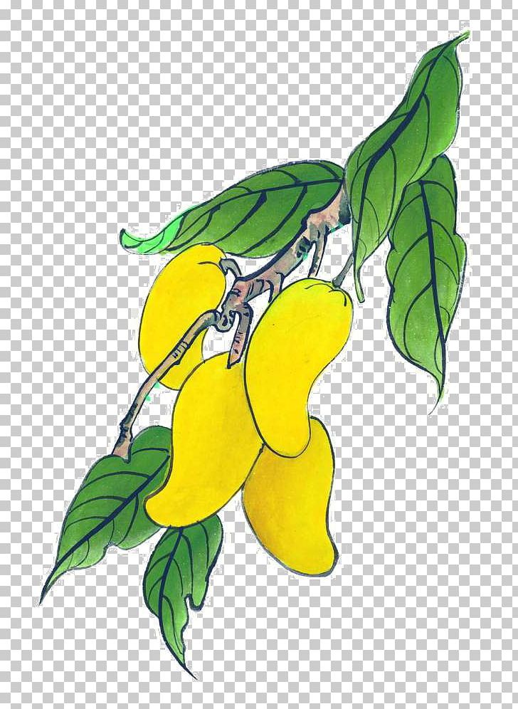 mango clipart branch