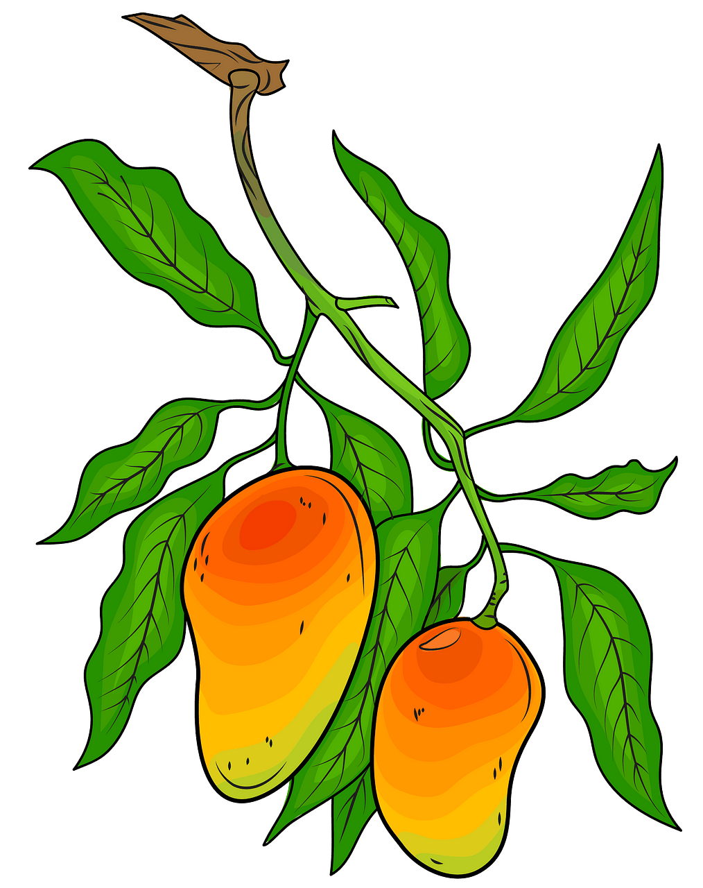 Mango clipart branch, Mango branch Transparent FREE for download on