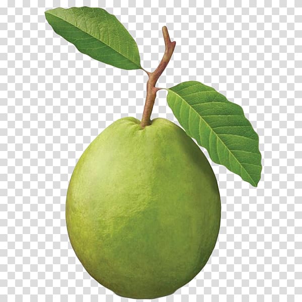 mango clipart guava fruit