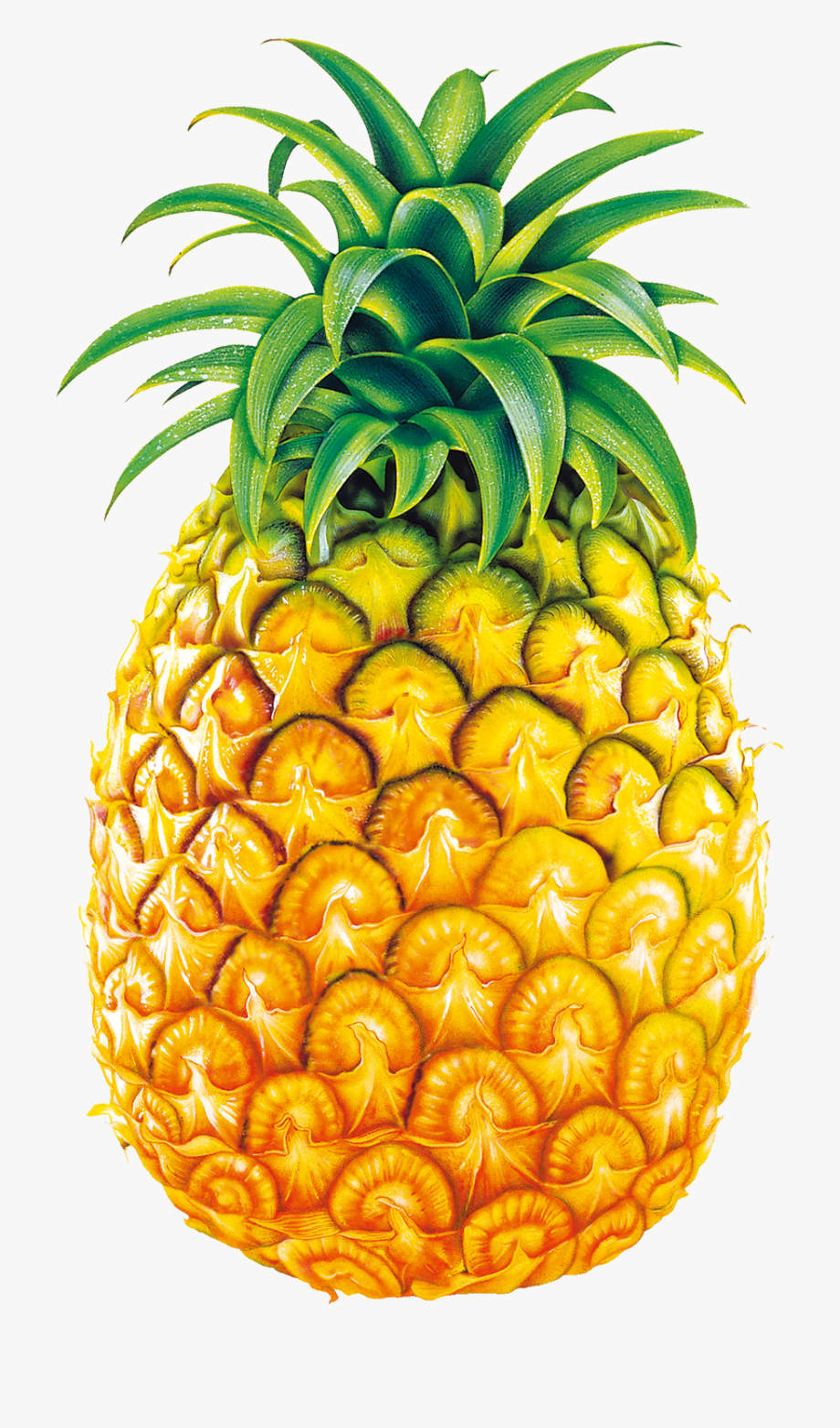 mango clipart large pineapple