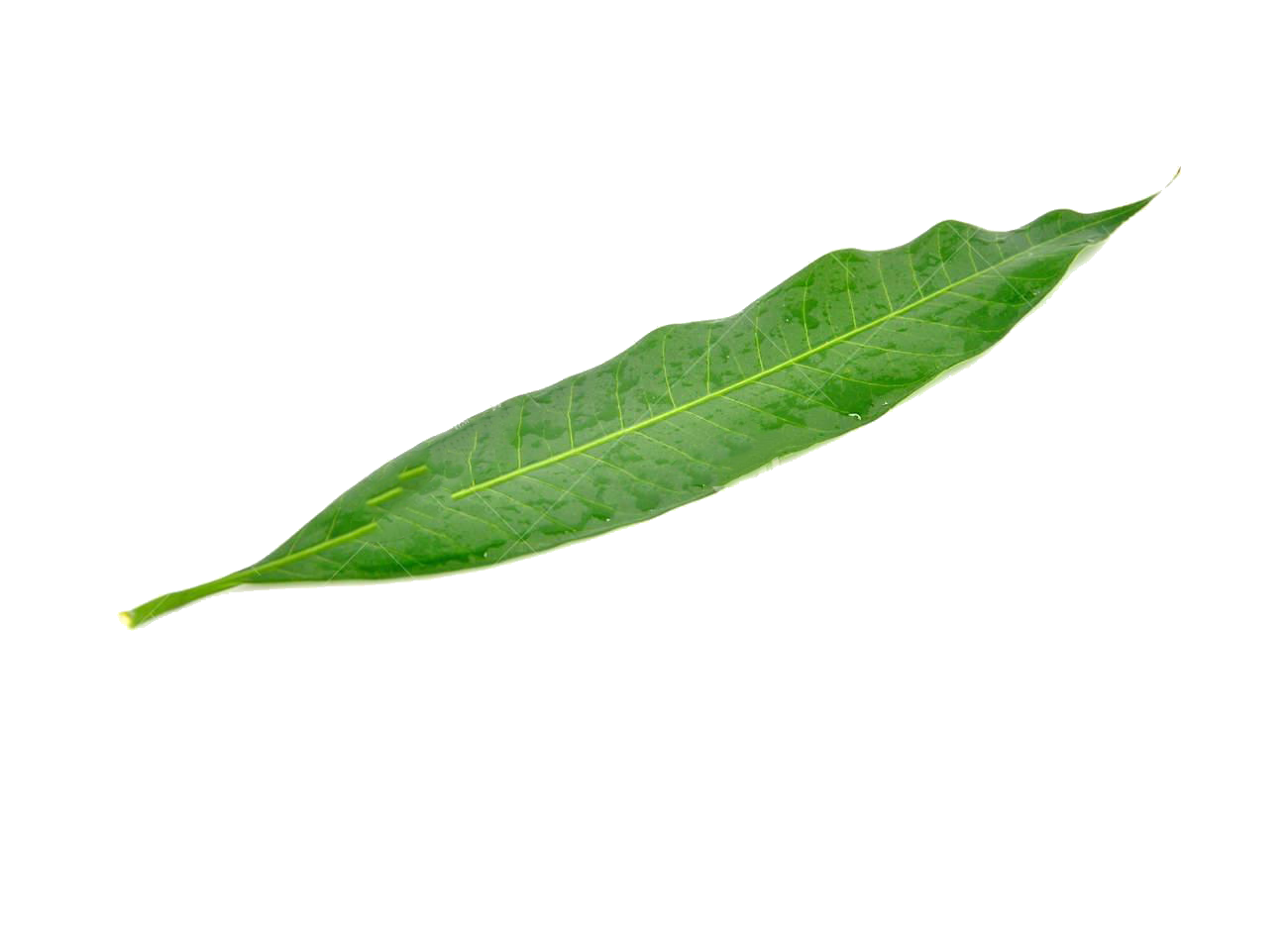 Green mangifera indica a. Mango clipart leaf