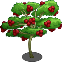 Mango clipart rambutan tree. Images gallery for free
