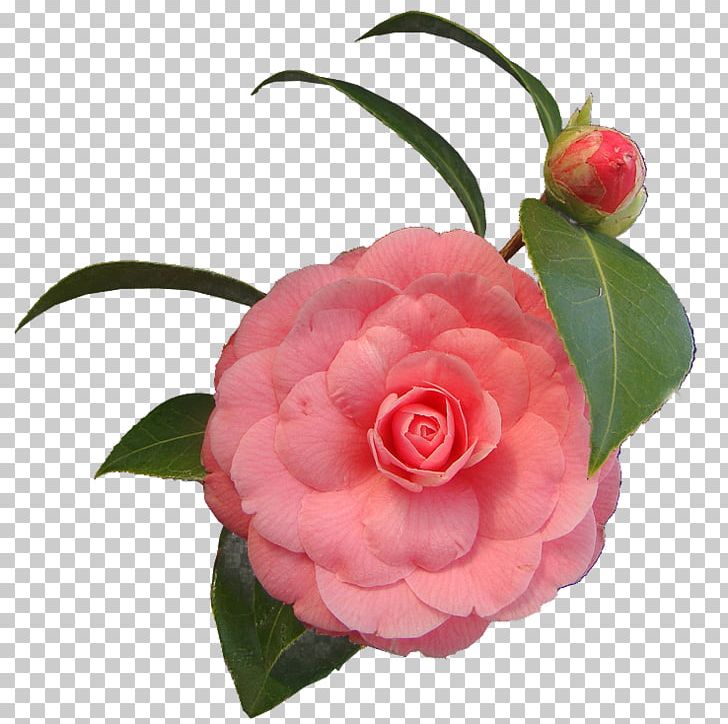 march clipart 11 flower