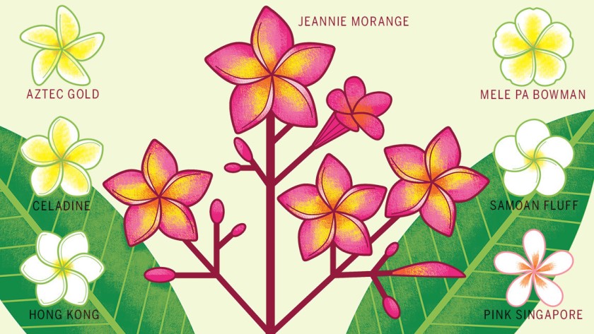 Fragrant colorful plumeria thrives. March clipart five flower