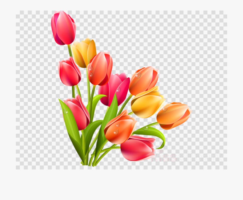March clipart floral. Flower tulips with transparent