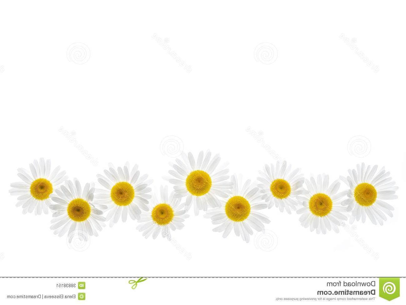 March clipart yellow daisy. Picture 