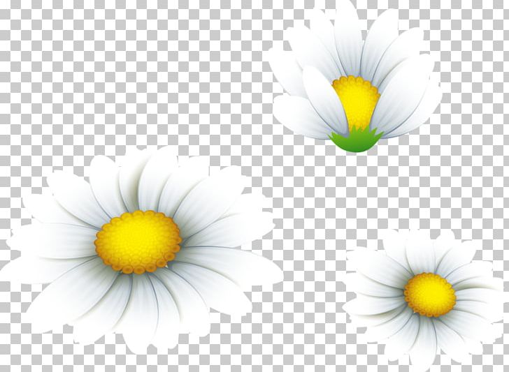 Desktop summer png closeup. March clipart yellow daisy