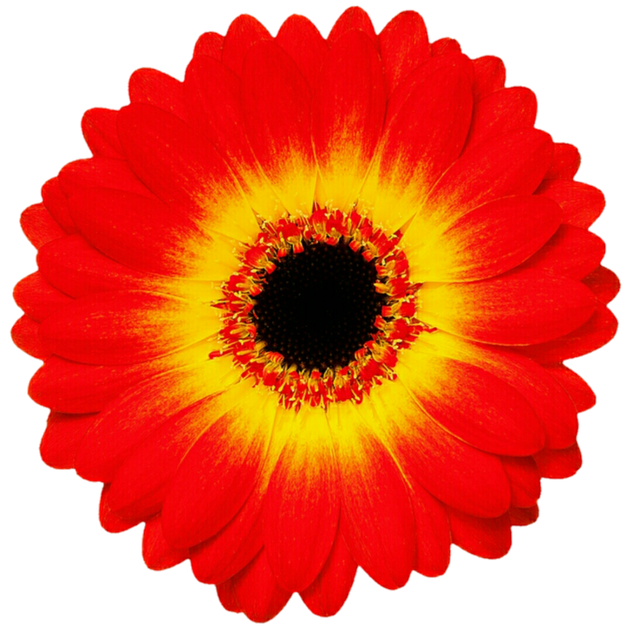 Dark orange gerbera by. March clipart yellow daisy