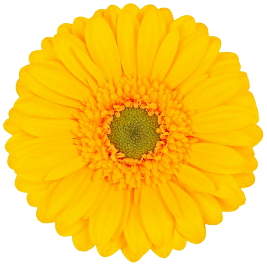 March clipart yellow daisy. Gerbera by jeanicebartzen on