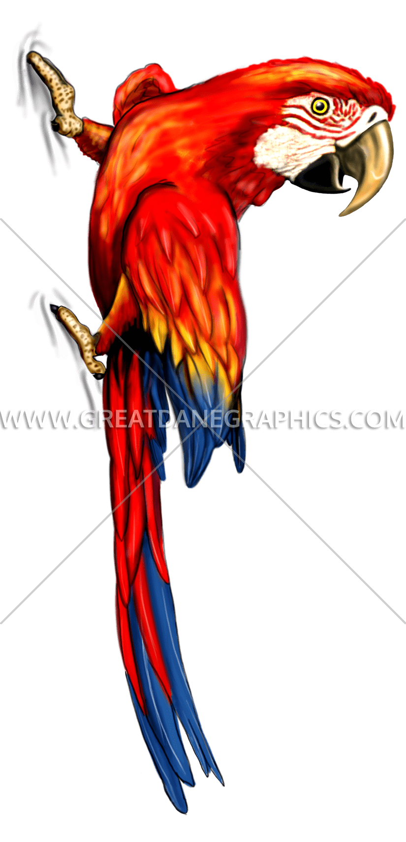 parrot clipart stock photo