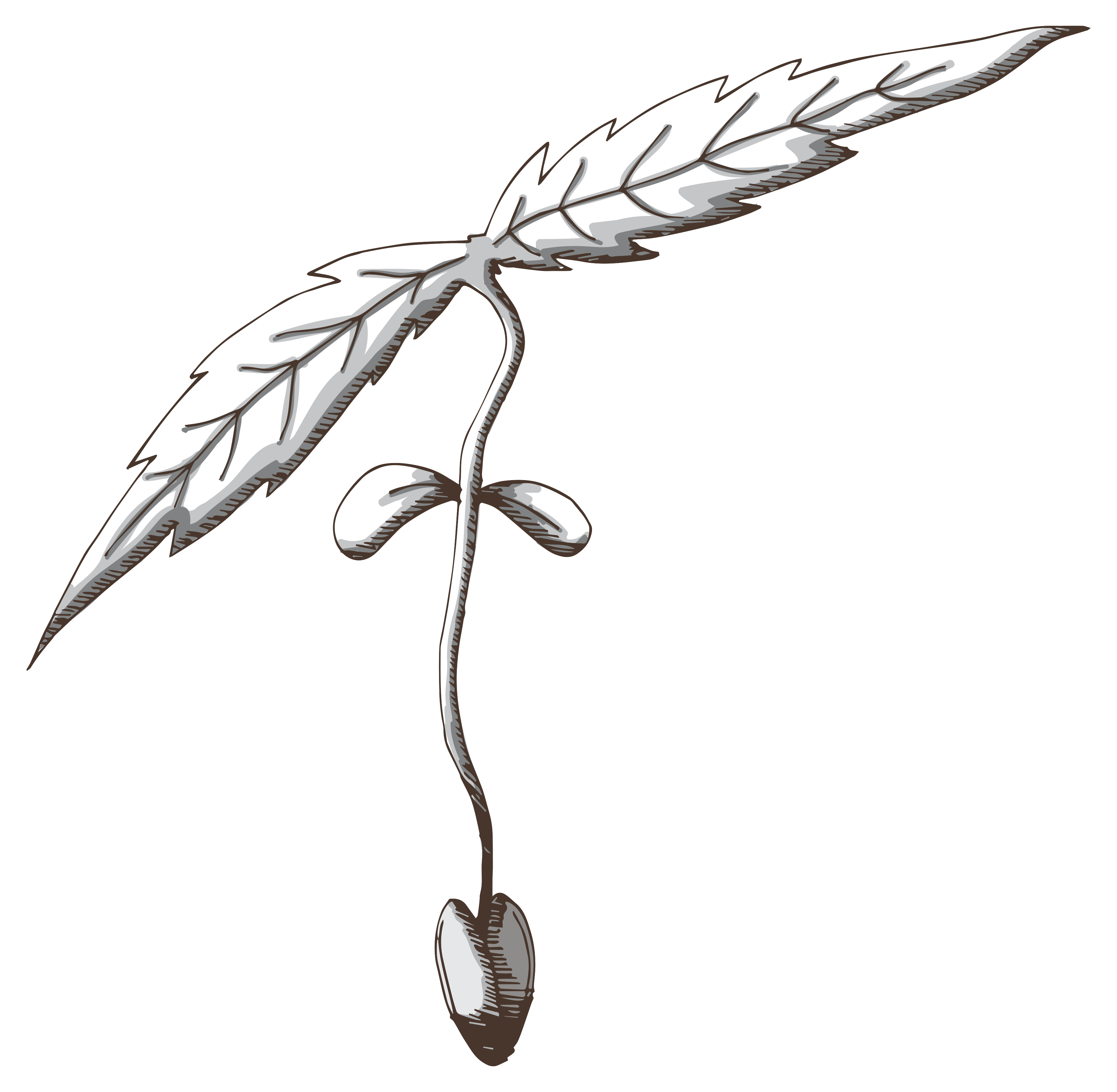 marijuana clipart black and white