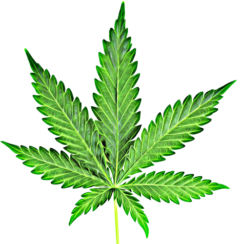 Marijuana clipart jpeg. Cannabis leaf png images