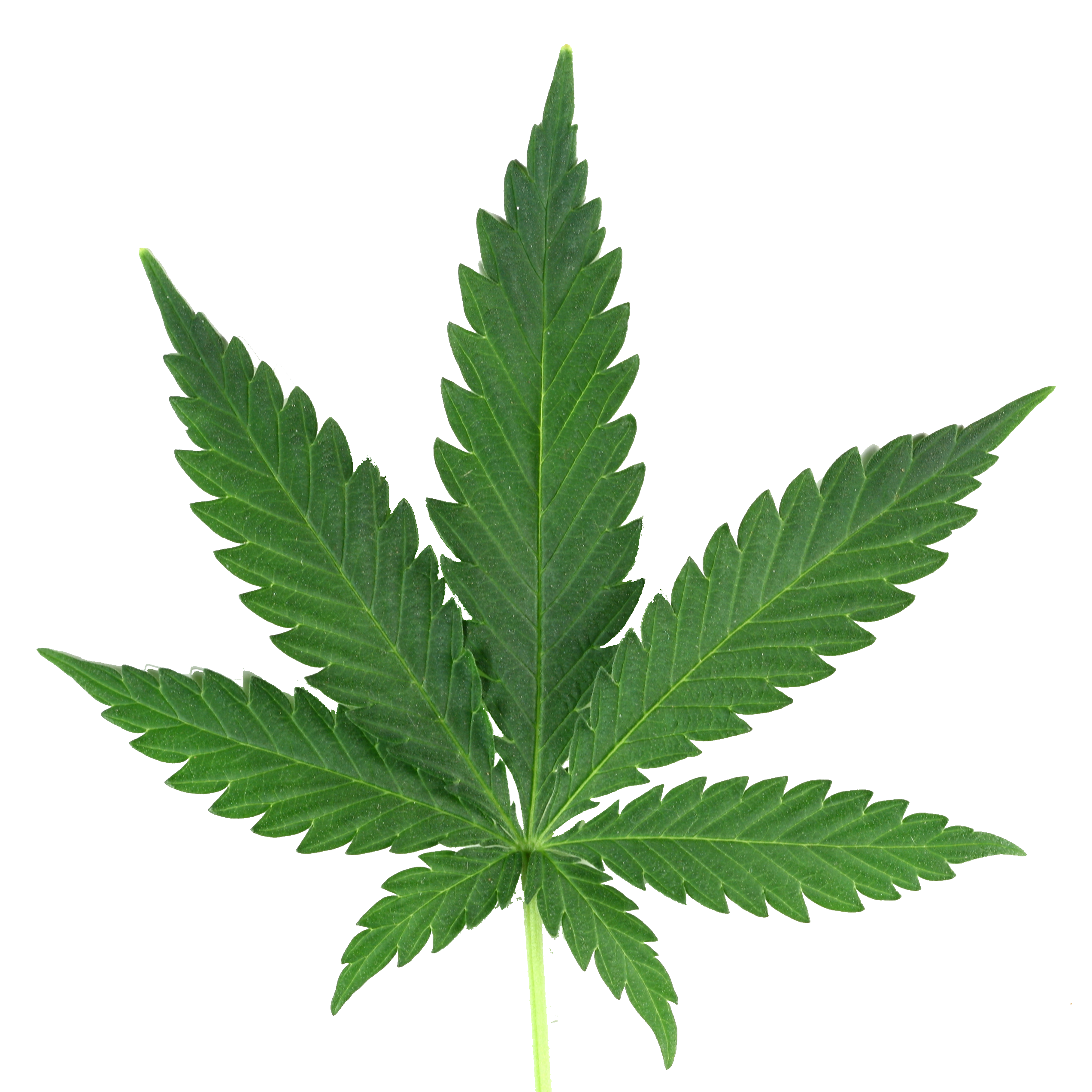 Hd transparent images pluspng. Smoke weed png