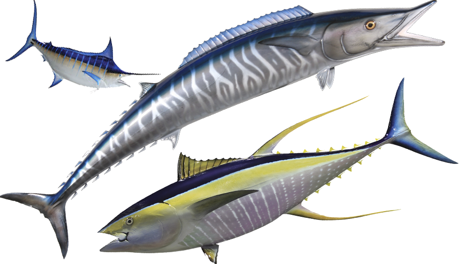 Marlin deep sea fish