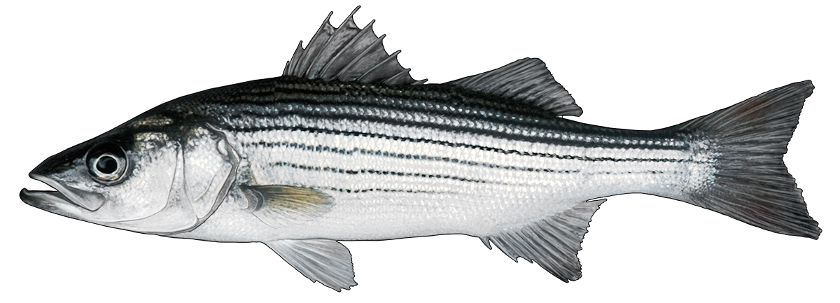 marlin clipart striped bass