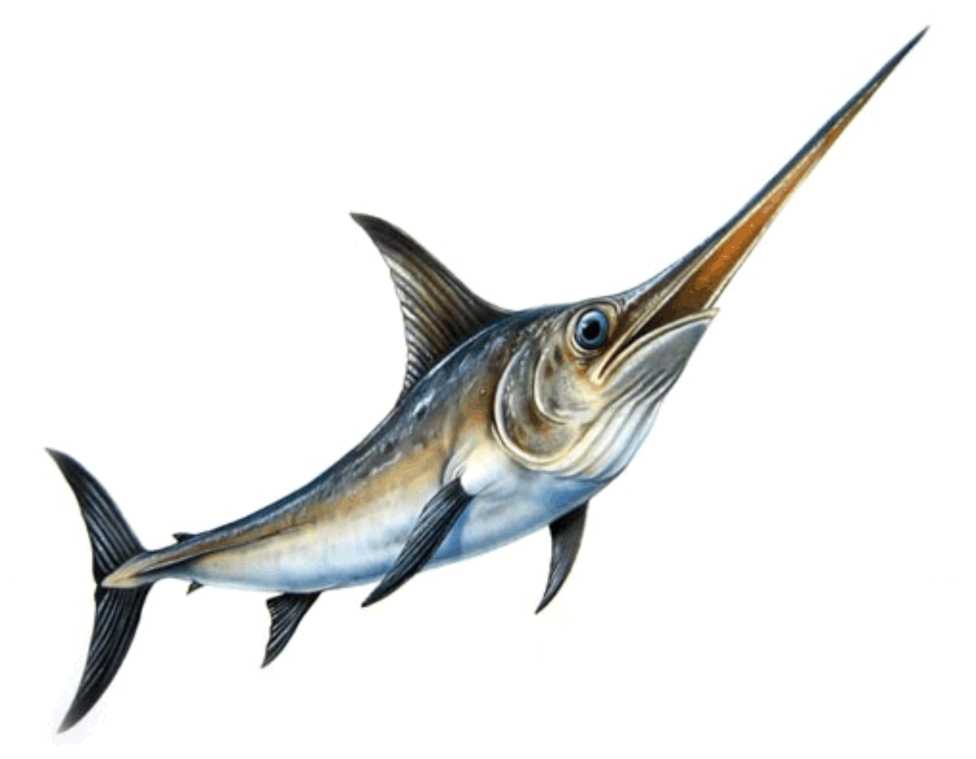 marlin clipart swordfish
