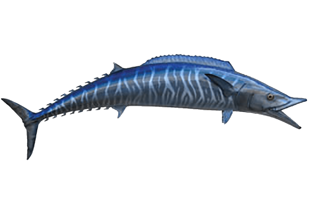 Download Marlin clipart wahoo, Marlin wahoo Transparent FREE for download on WebStockReview 2020