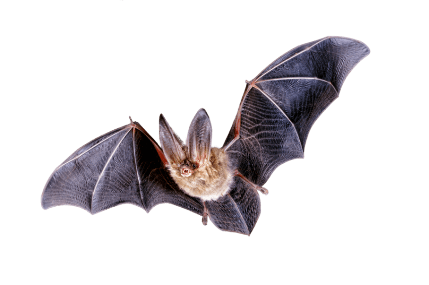 mask clipart bat