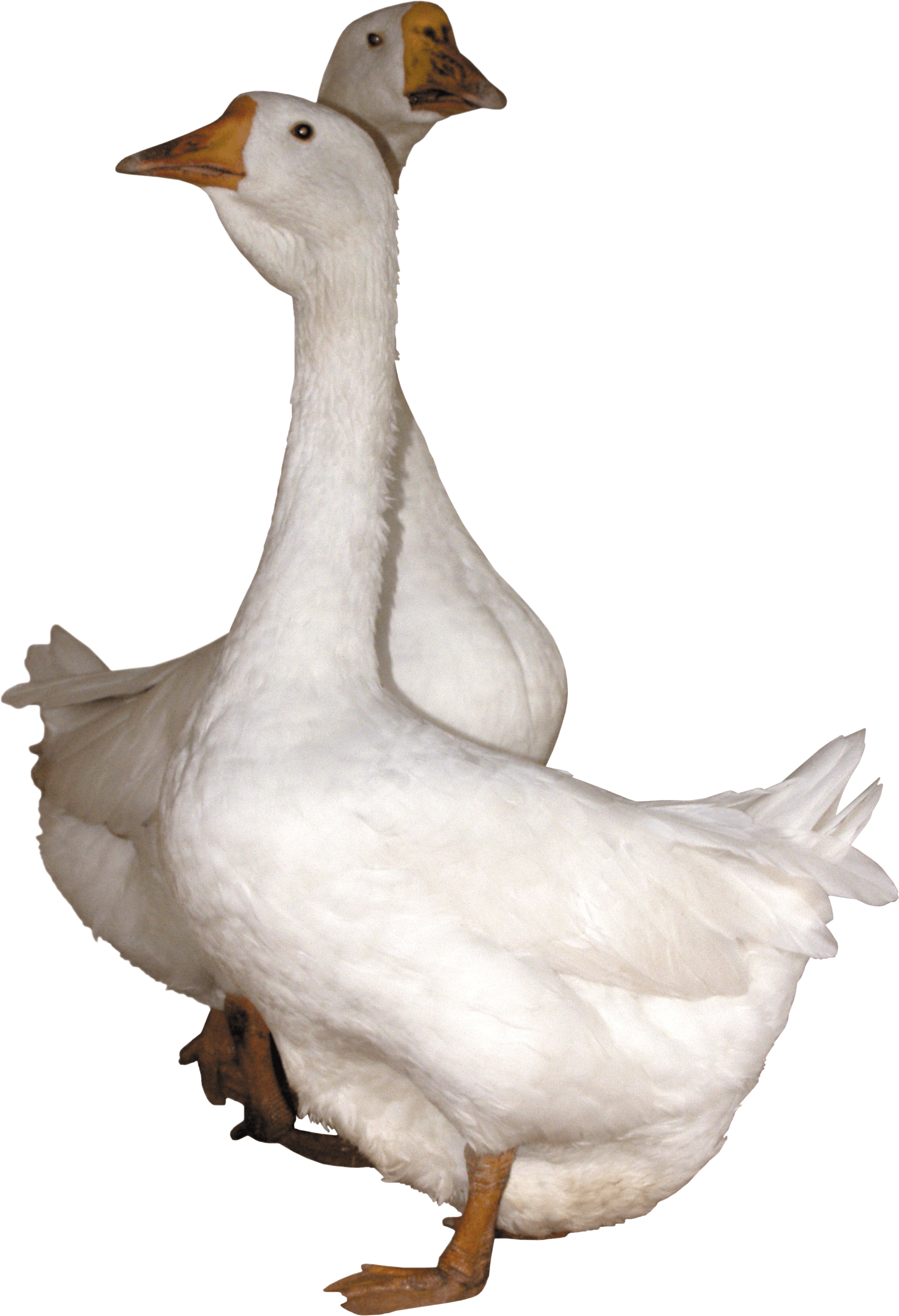 mask clipart goose