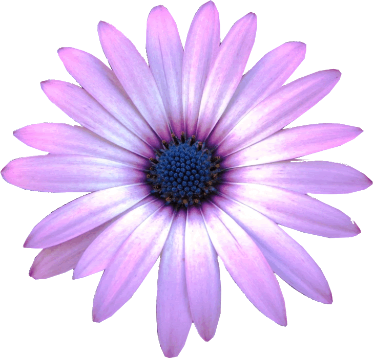 may clipart august flower