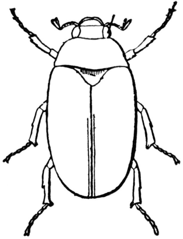 may clipart insect