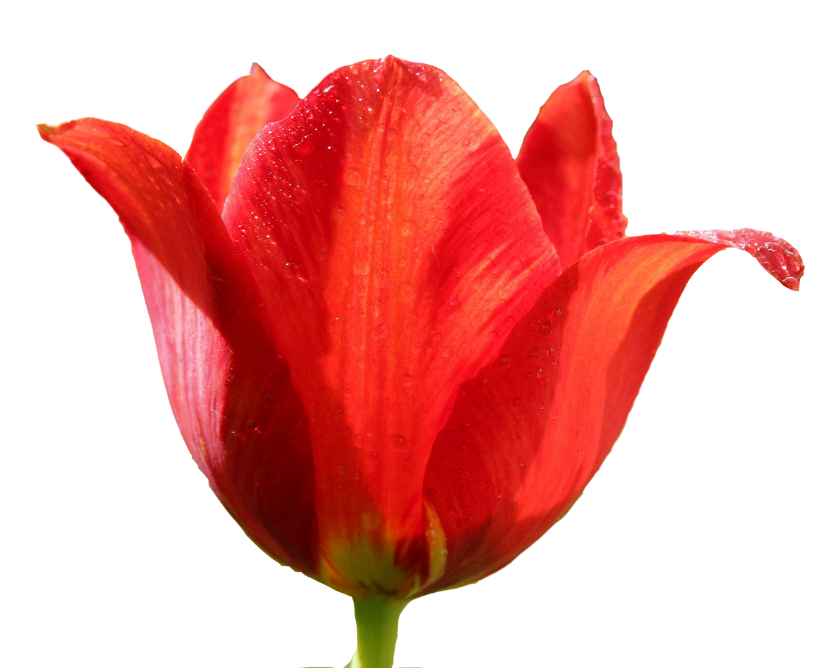 Png image purepng free. May clipart red tulip