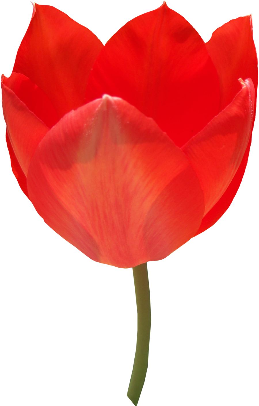 Png images free download. May clipart red tulip