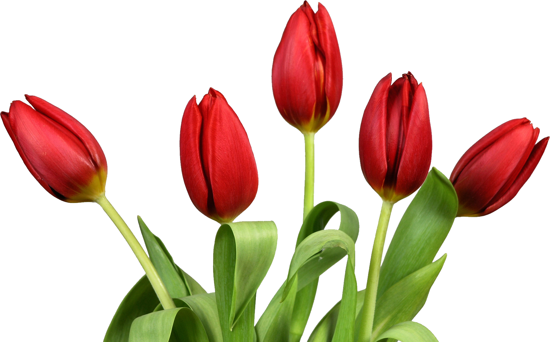 May clipart red tulip. Png image purepng free
