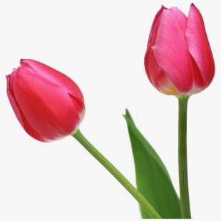 May clipart red tulip. Free cliparts on 