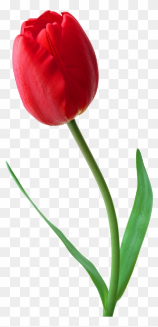 Large png transparent . May clipart red tulip