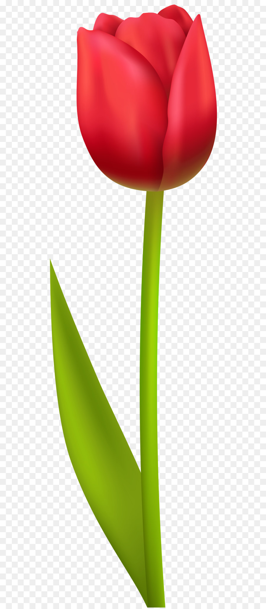 May clipart red tulip. Flowers background png download