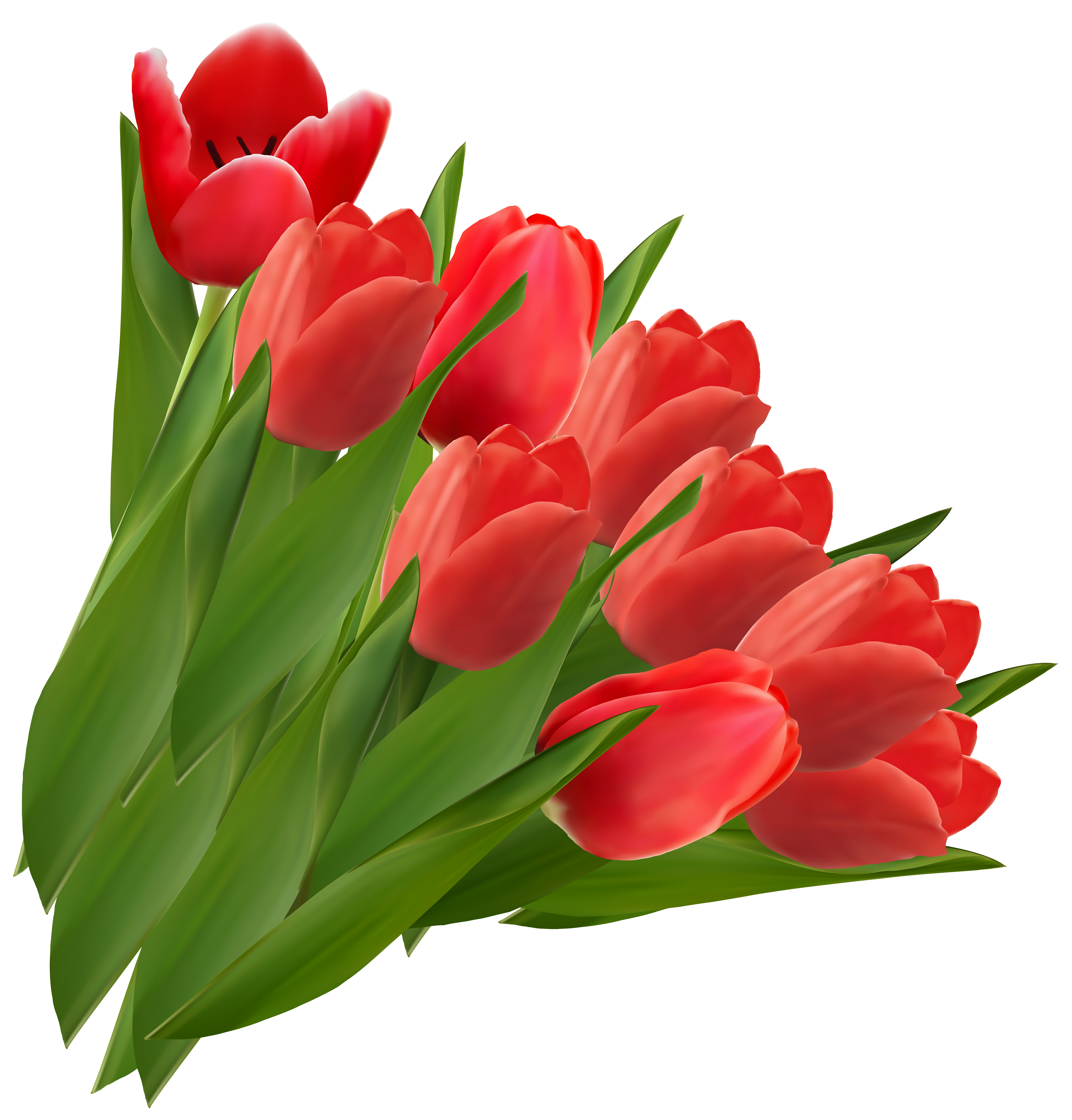 Tulips png picture flowers. May clipart red tulip
