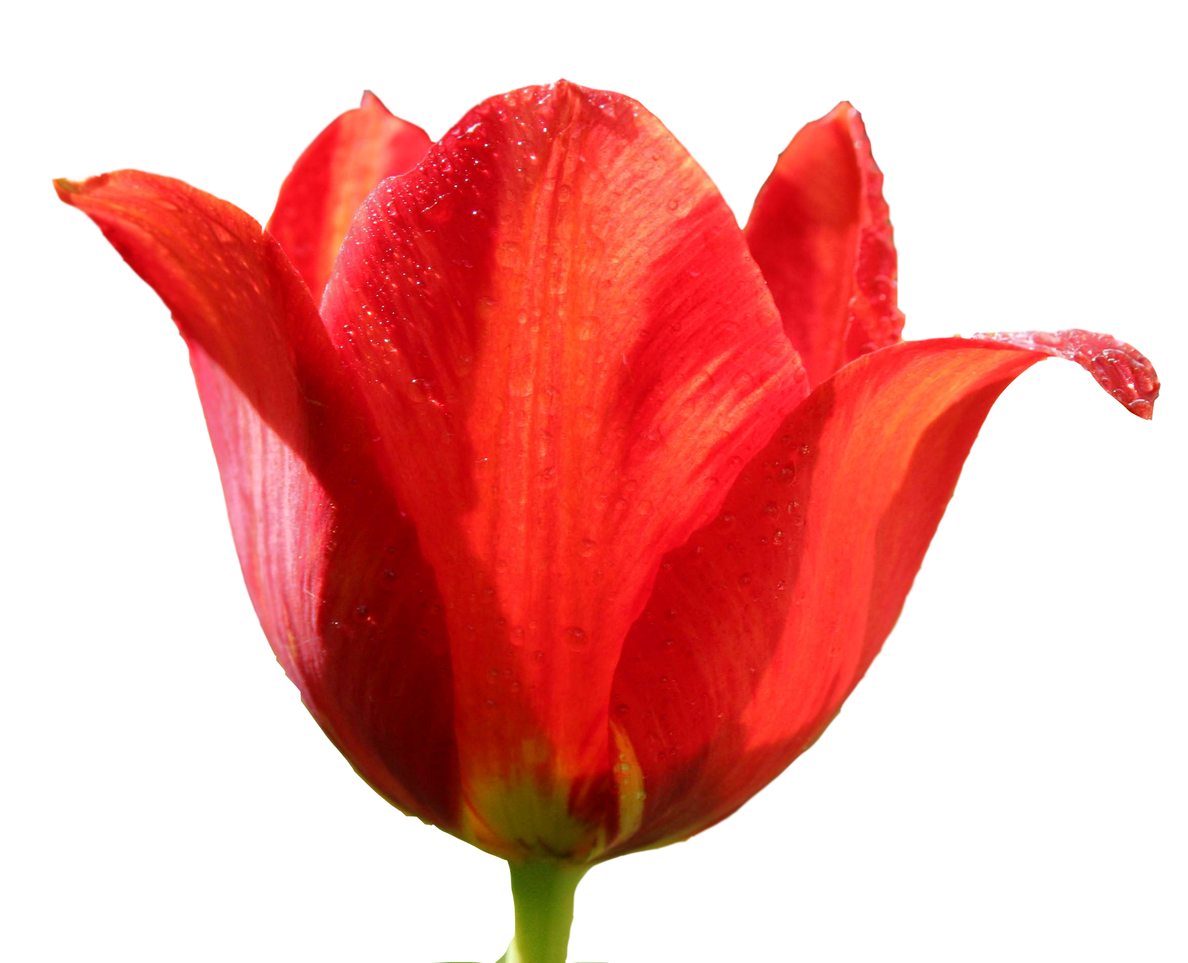 Png images free download. May clipart tulip
