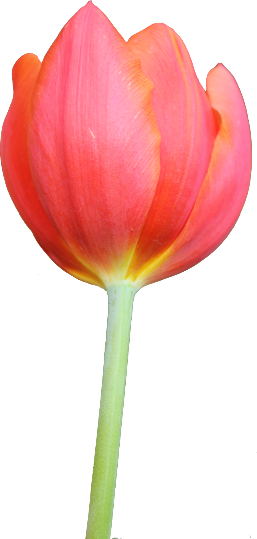 Png image purepng free. May clipart tulip