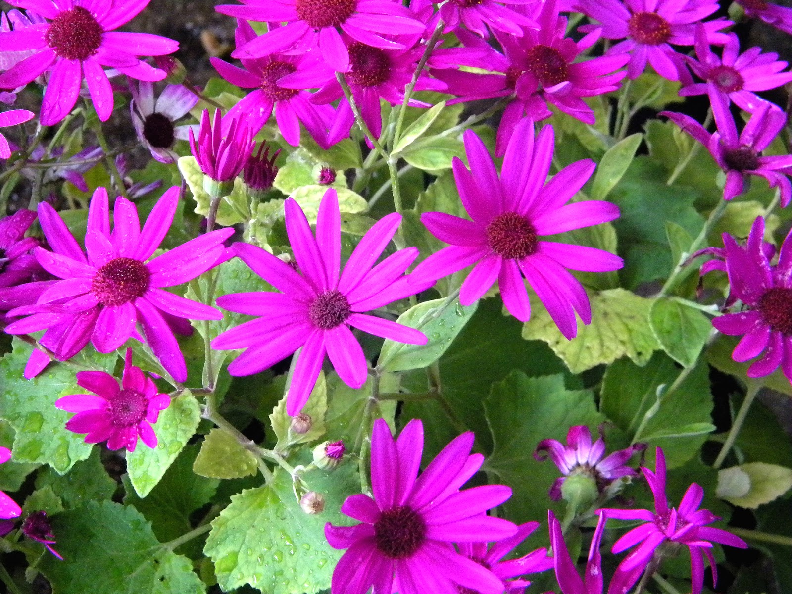 mayflower clipart blue daisy