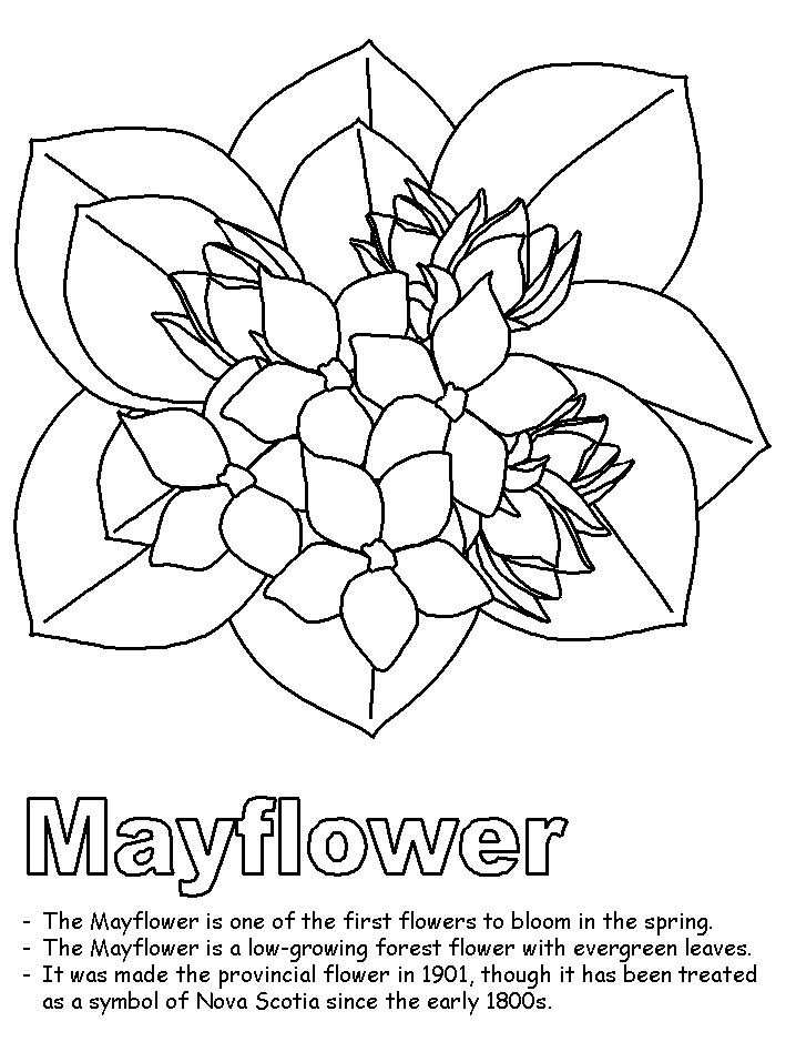 mayflower clipart colour flower