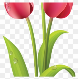 Free png tulip clip. Mayflower clipart june flower