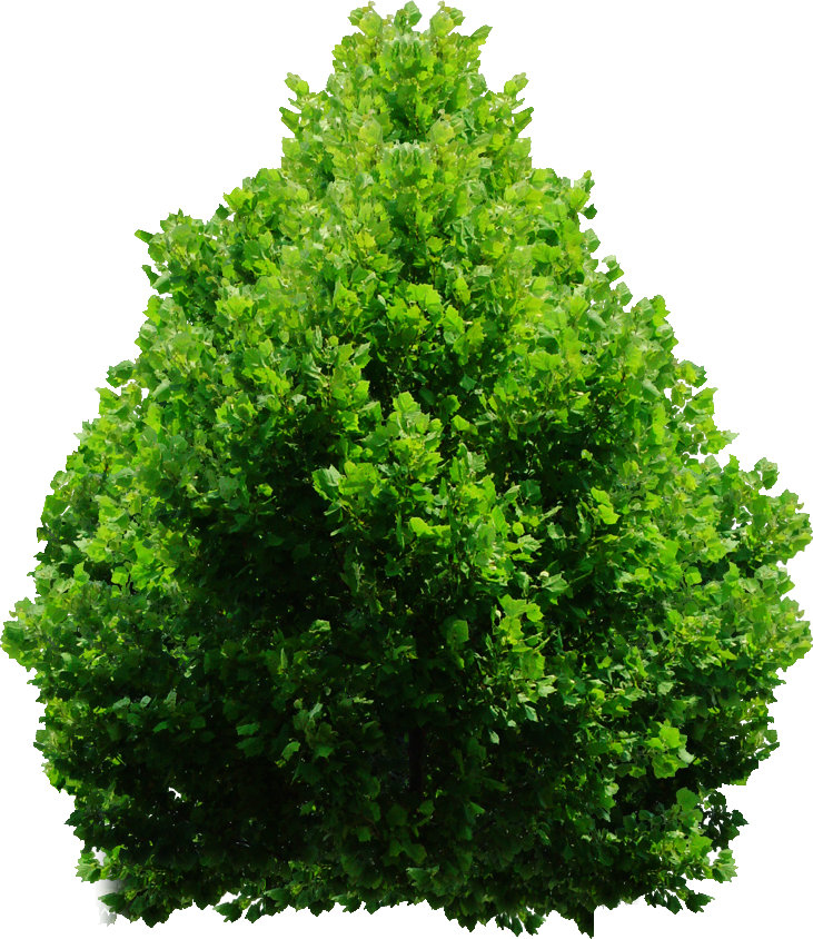 Tree png by dbszabo. Maze clipart bush