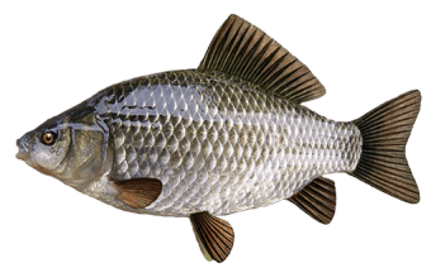 meat clipart blue fish