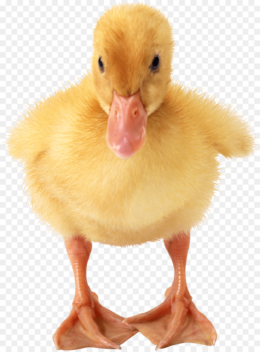 meat clipart duck meat