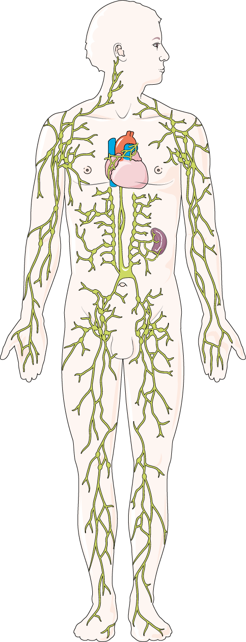 Lymphatic system archives servier. Medicine clipart anatomy