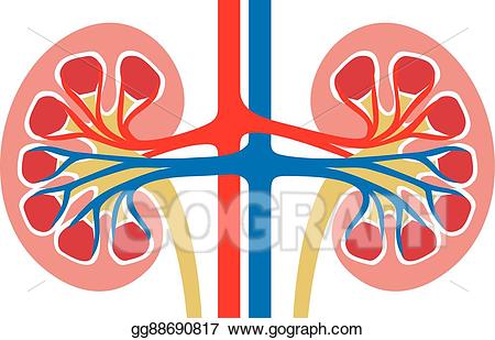 Eps vector human kidney. Medicine clipart anatomy
