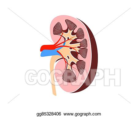 Medicine clipart anatomy. Eps vector kidney stock