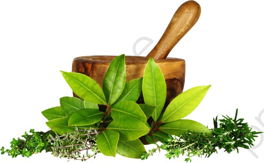 Pound green plants png. Medicine clipart plant clipart